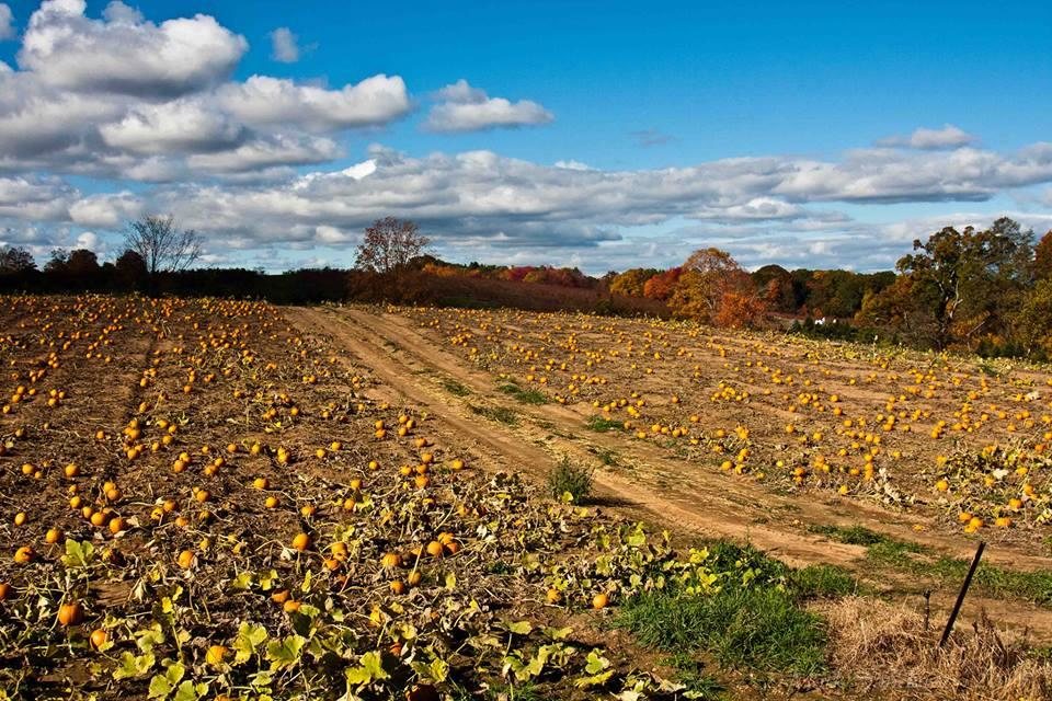 Connecticut Pumpkin Patch Farms